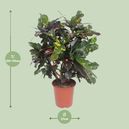 Dimensions du Croton livré : pot de 27 cm et hauteur de 110 cm