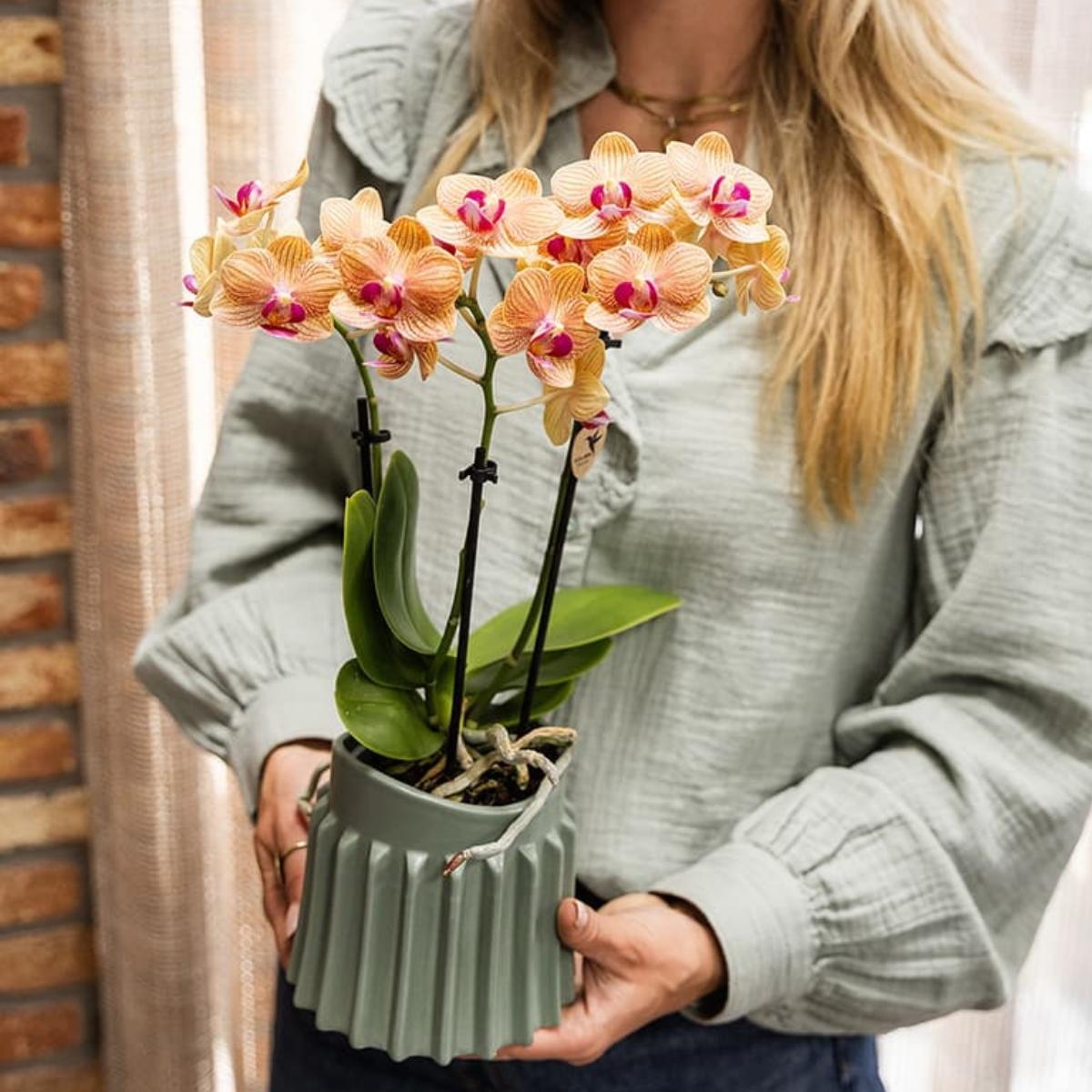 Lot de 2 ou 4 orchidées orange Phalaenopsis 'Jamaica' - Pot 9 cm