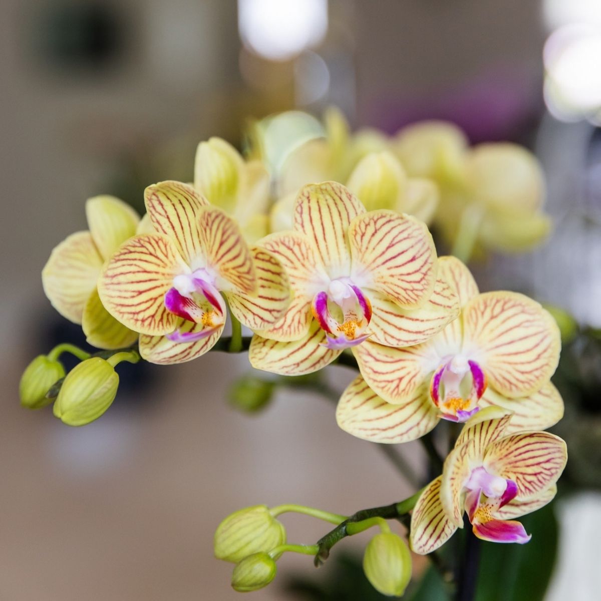 Lot de 2 ou 4 orchidées jaunes Phalaenopsis 'Lima' - Pot 9 cm