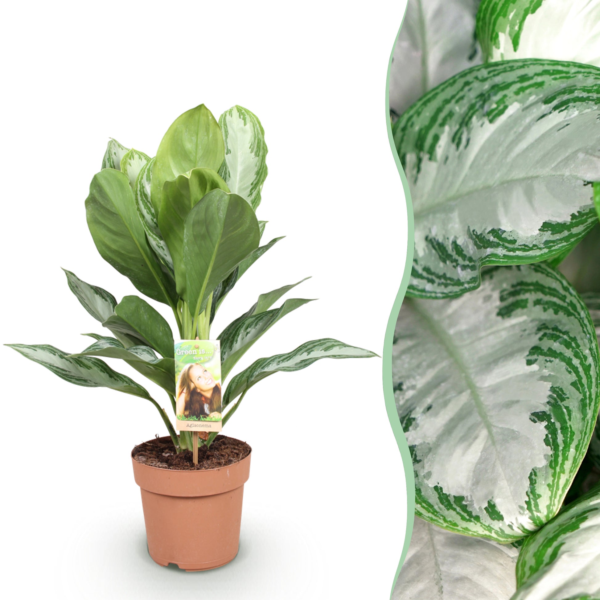 Aglaonema Silver Bay en pot de culture marron avec un gros plan détaillé de ses feuilles panachées vert et argent