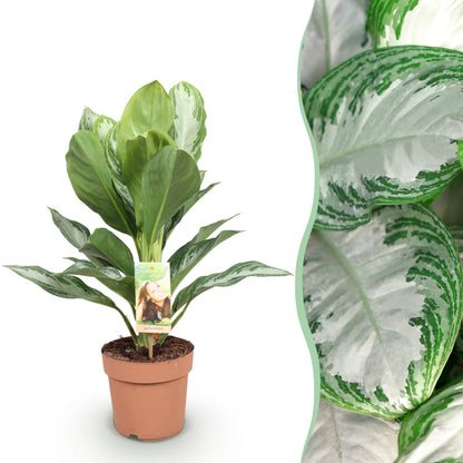 Aglaonema Silver Bay en pot de culture marron avec un gros plan détaillé de ses feuilles panachées vert et argent