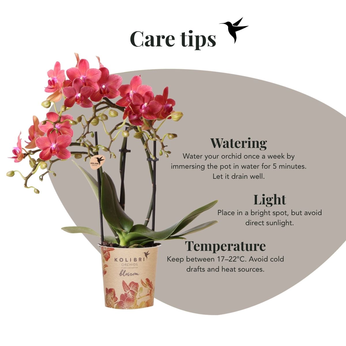Coffret cadeau orchidée rouge et succulentes en cache-pots noirs - Pot 9 cm