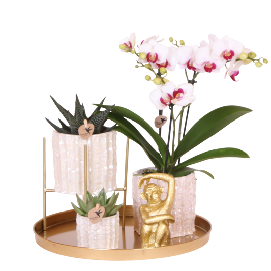 Coffret cadeau orchidée blanche au cœur rouge et succulentes en cache-pots nacrés - Pot 9 cm