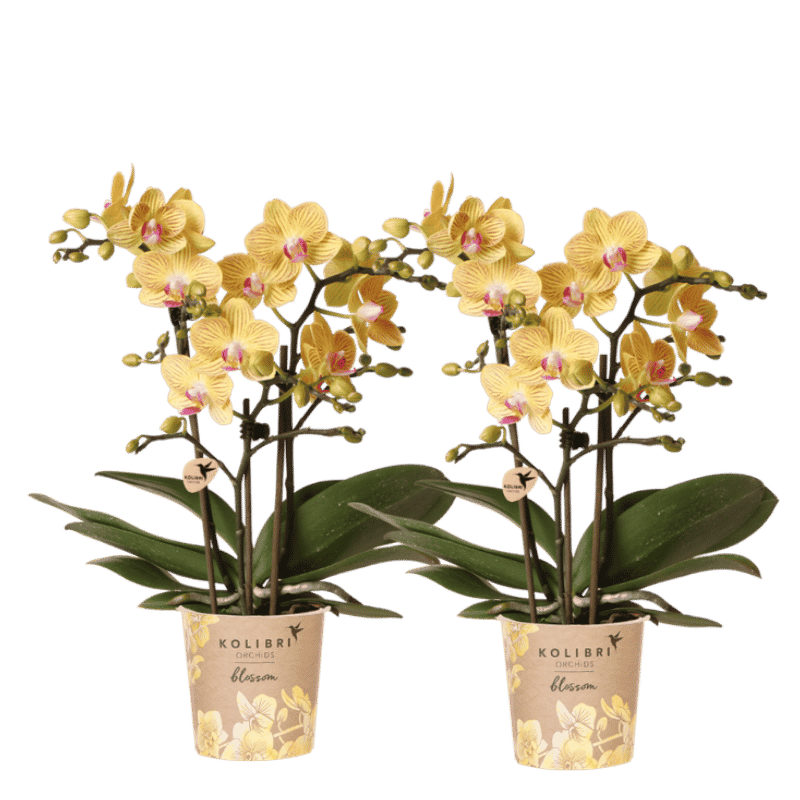 Lot de 2 ou 4 orchidées jaunes Phalaenopsis 'Lima' - Pot 9 cm