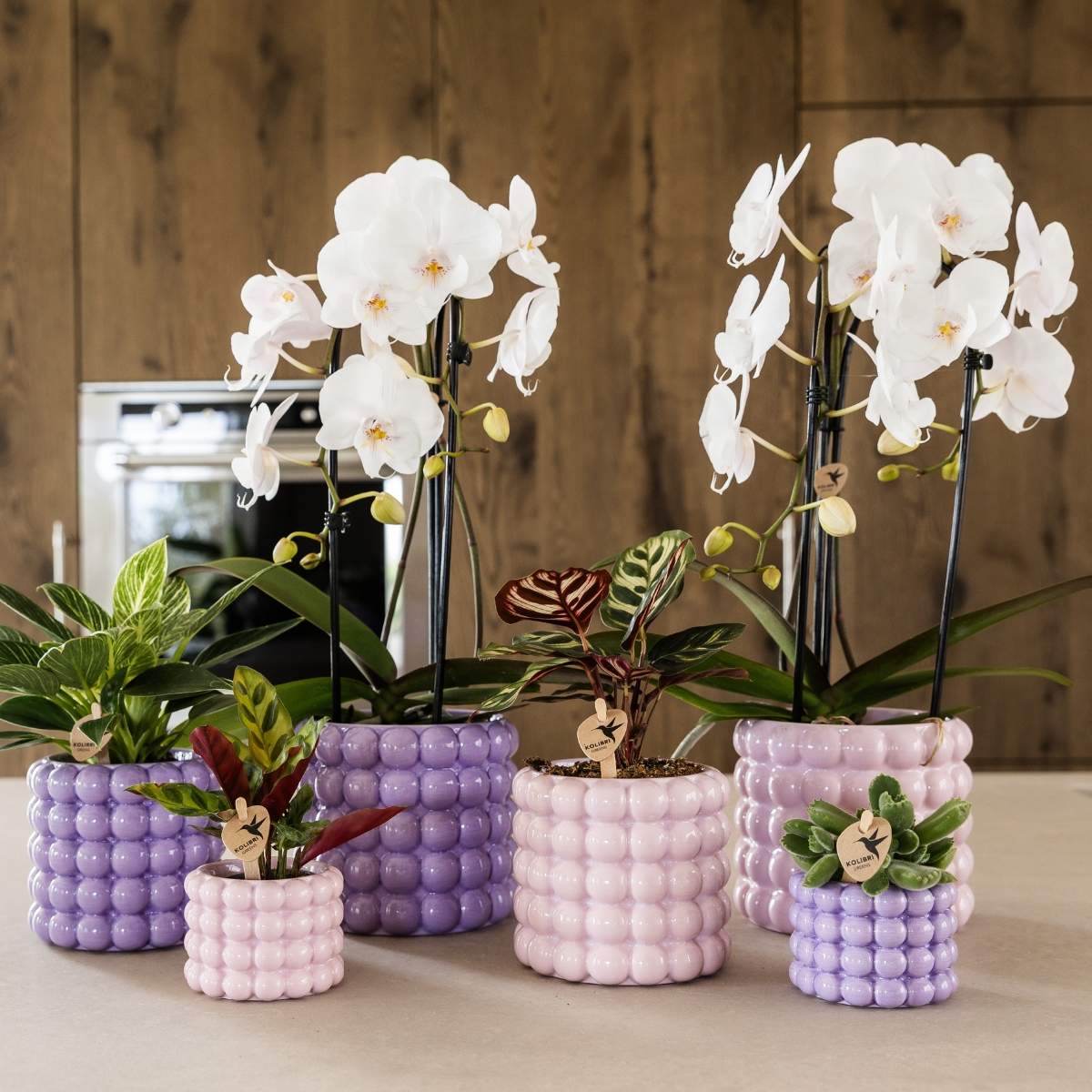 Lot de 2 ou 4 orchidées blanches Phalaenopsis 'Niagara Falls' - Pot 12 cm