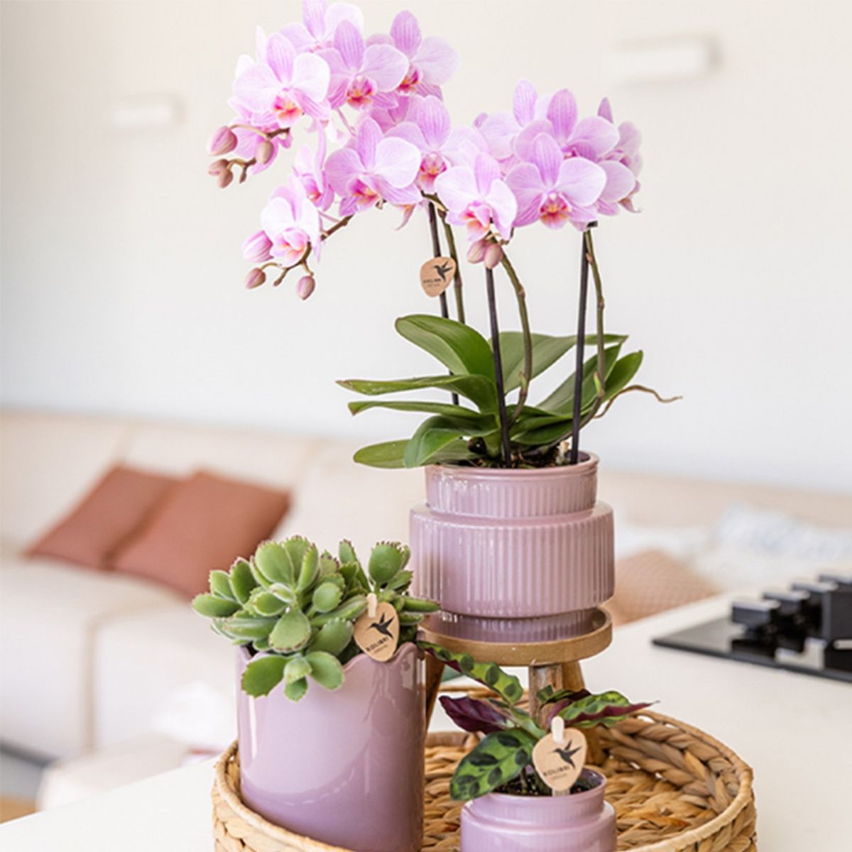 Lot de 2 ou 4 orchidées roses Phalaenopsis 'Chamberry' - Pot 9 cm