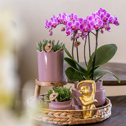 Coffret cadeau orchidée et 2 succulentes en cache-pots nervurés, tabouret et plateau tressé - Pot 9 cm