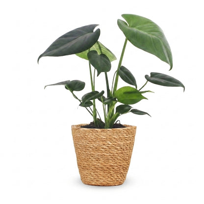Magnifique Monstera Deliciosa avec son feuillage luxuriant vert foncé, présentée dans un élégant cache-pot panier en fibres naturelles