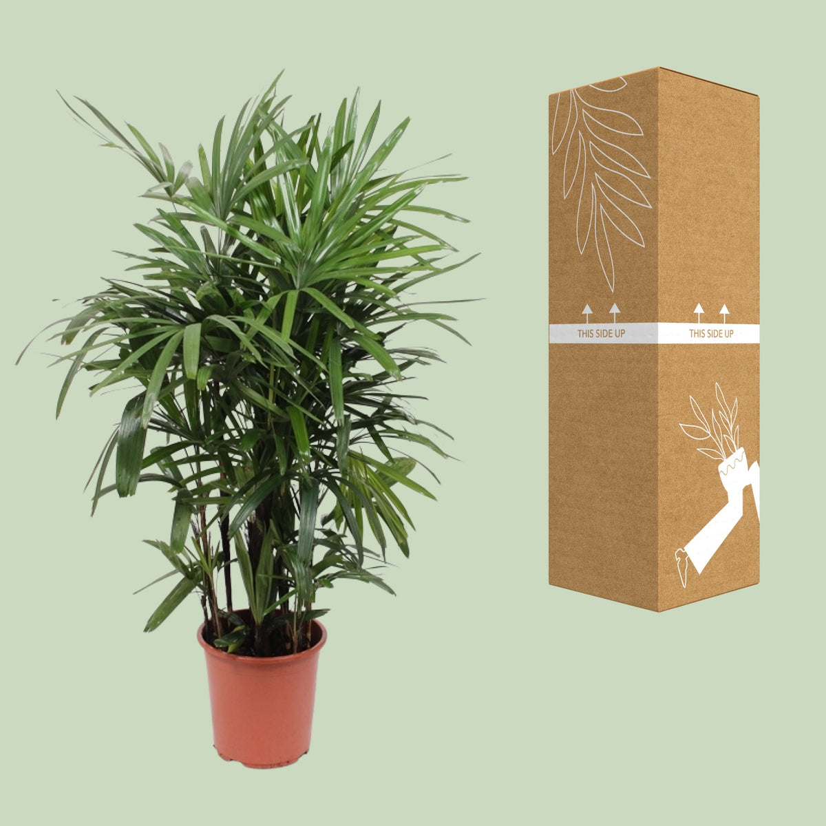 Rhapis excelsa à côté de son carton de livraison renforcé, expédié par notre producteur partenaire