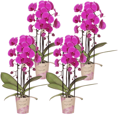 Lot de 2 ou 4 orchidées violettes Phalaenopsis 'Free Ride' - Pot 12 cm
