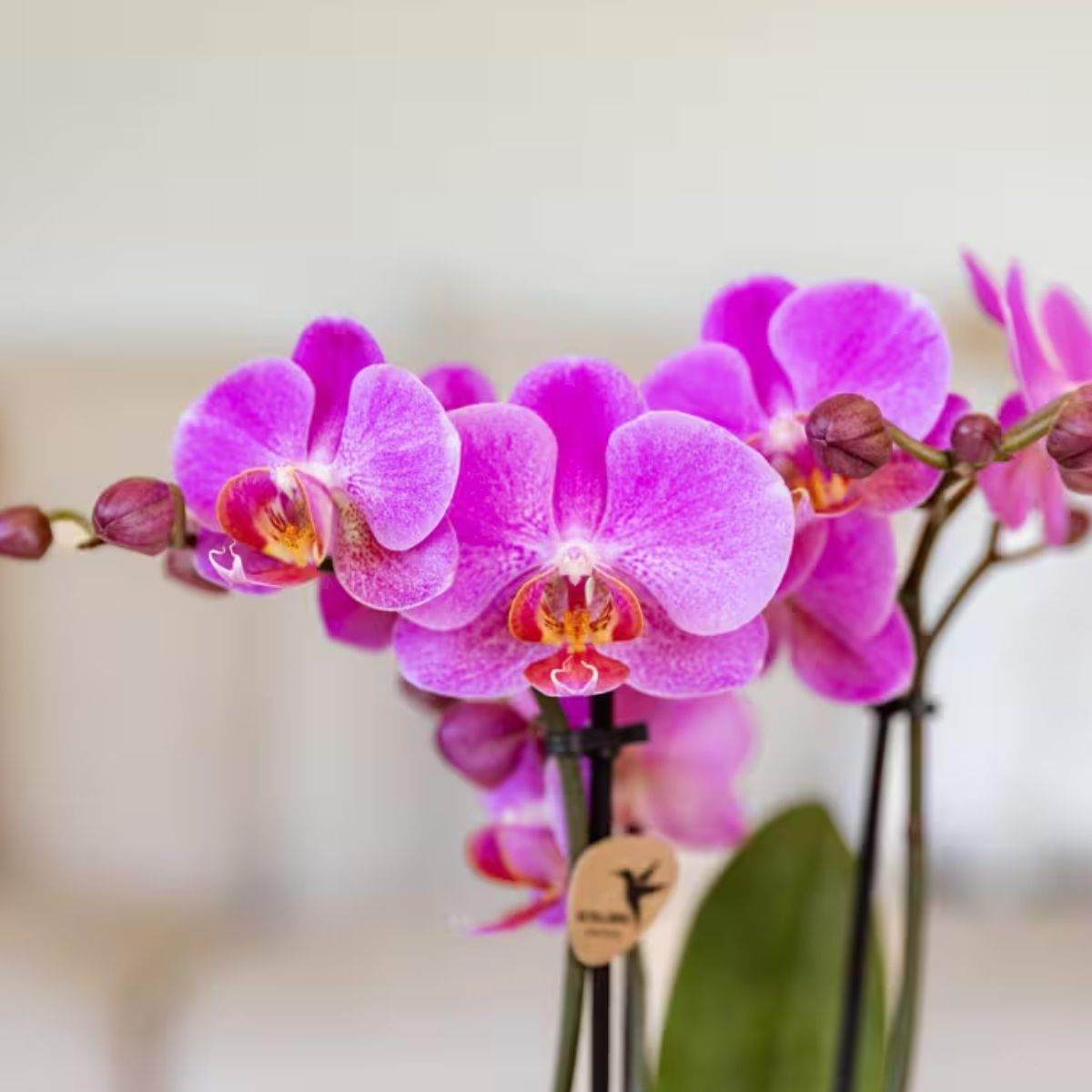 Lot de 2 ou 4 orchidées roses et violettes Phalaenopsis 'Frederikstad' - Pot 9 cm