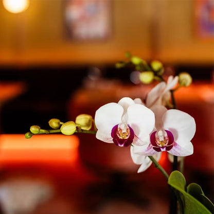 Lot de 2 ou 4 orchidées blanches au cœur rouge Phalaenopsis 'Gibraltar' - Pot 9 cm