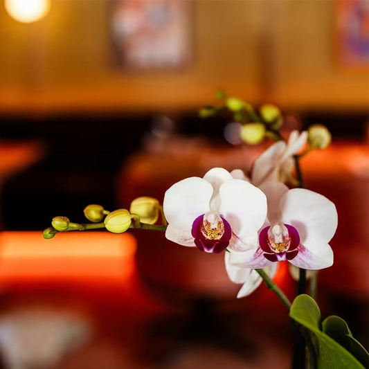 Lot de 2 ou 4 orchidées blanches au cœur rouge Phalaenopsis 'Gibraltar' - Pot 9 cm
