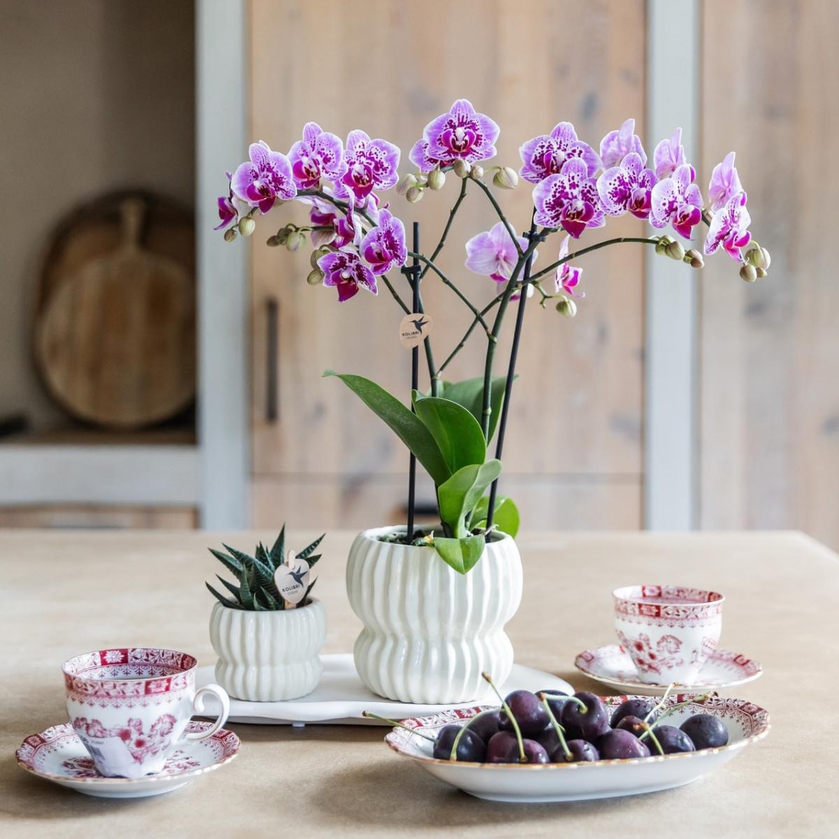Lot de 2 ou 4 orchidées roses et violettes Phalaenopsis 'El Salvador' - Pot 9 cm