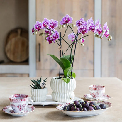 Lot de 2 ou 4 orchidées roses et violettes Phalaenopsis 'El Salvador' - Pot 9 cm