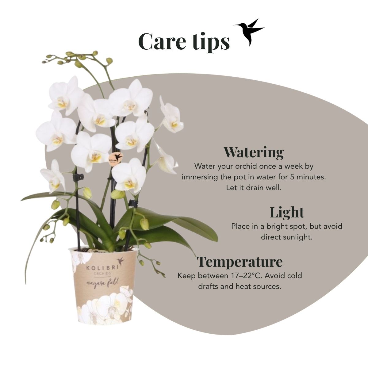 Lot de 2 ou 4 orchidées blanches Phalaenopsis 'Niagara Falls' - Pot 9 cm