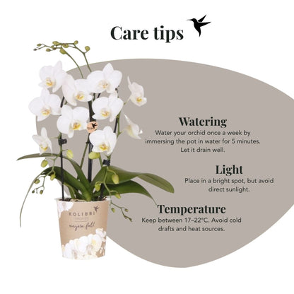Lot de 2 ou 4 orchidées blanches Phalaenopsis 'Niagara Falls' - Pot 9 cm