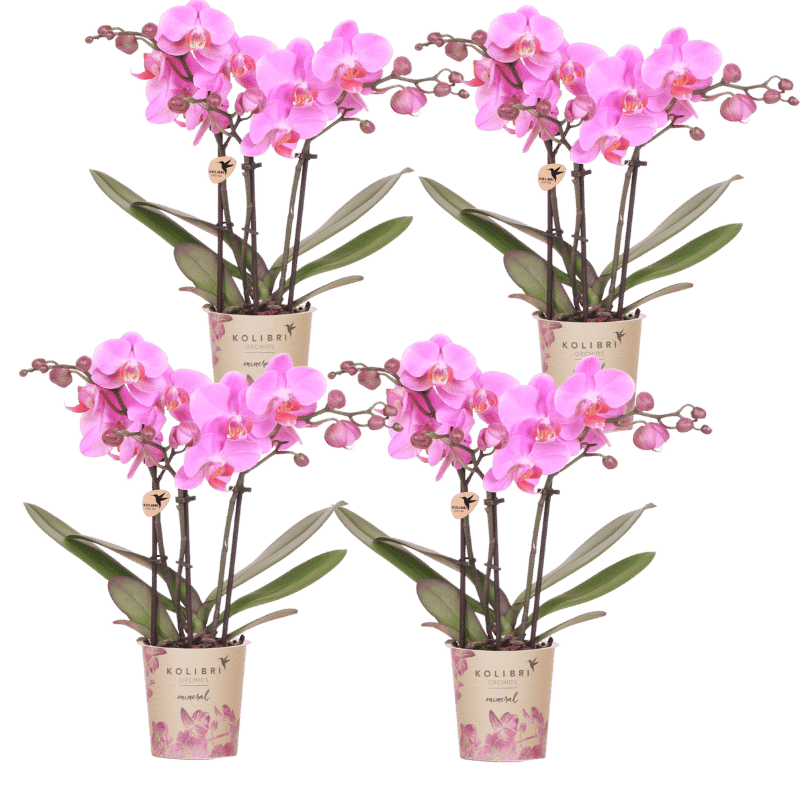 Lot de 2 ou 4 orchidées roses et violettes Phalaenopsis 'Frederikstad' - Pot 9 cm