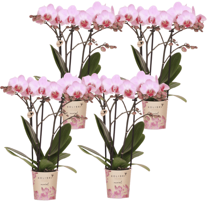 Lot de 2 ou 4 orchidées roses Phalaenopsis 'Antwerpen' - Pot 9 cm