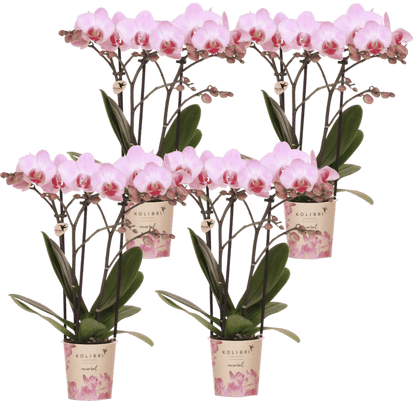 Lot de 2 ou 4 orchidées roses Phalaenopsis 'Antwerpen' - Pot 9 cm