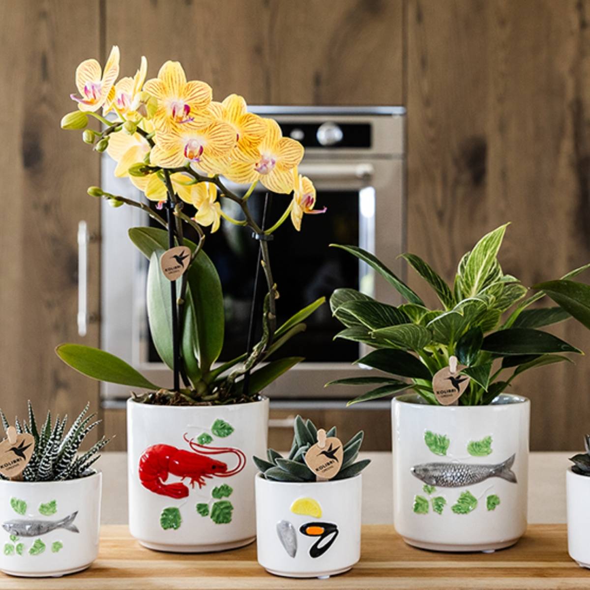 Lot de 2 ou 4 orchidées jaunes Phalaenopsis 'Lima' - Pot 9 cm