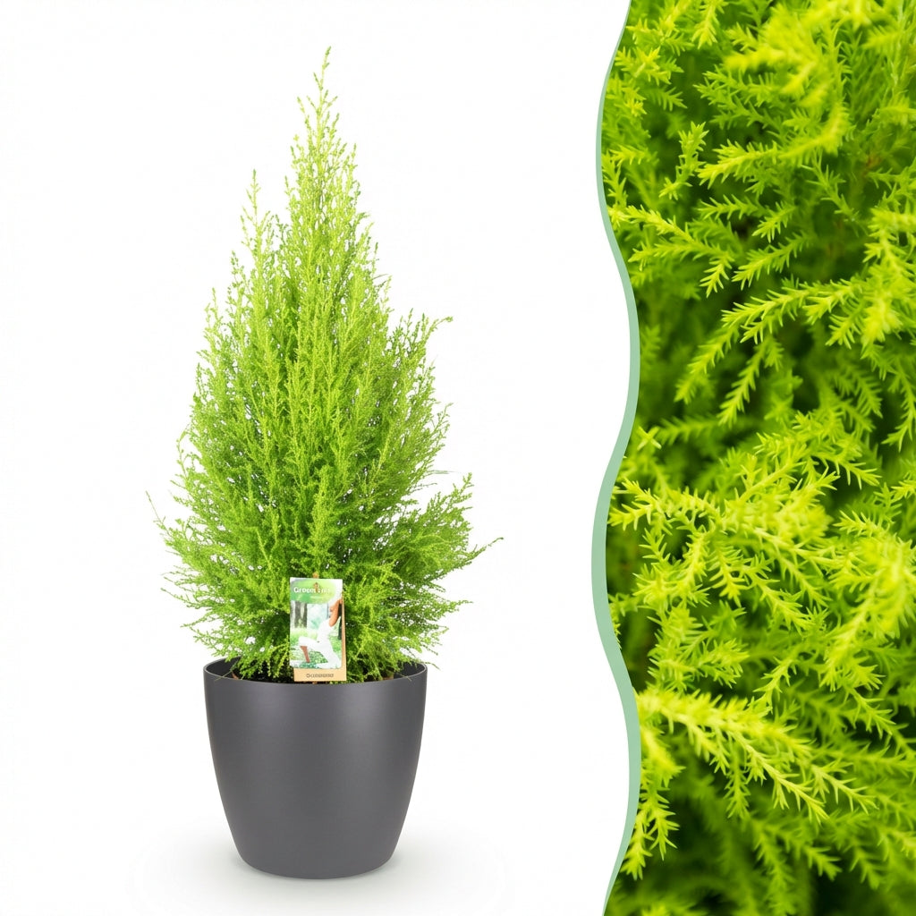 Cupressus Gold Crest Wilma luxuriant avec son feuillage vert vif et son pot gris, accompagné d'un gros plan du feuillage du conifère