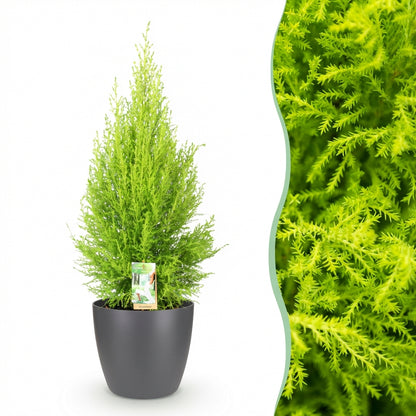 Cupressus Gold Crest Wilma luxuriant avec son feuillage vert vif et son pot gris, accompagné d'un gros plan du feuillage du conifère