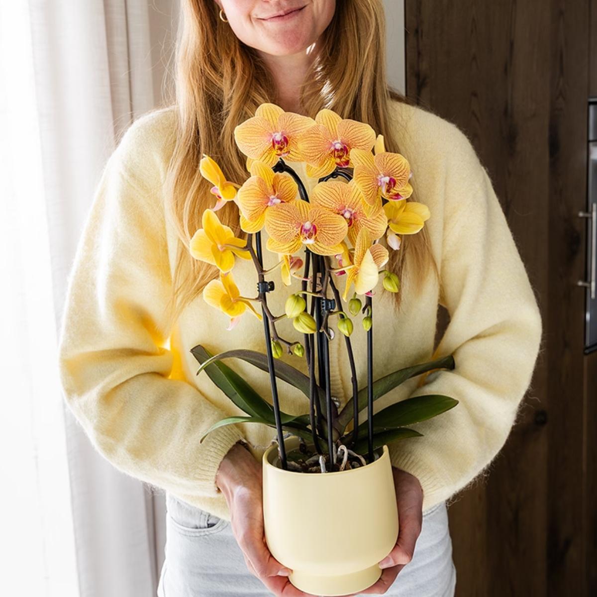 Lot de 2 ou 4 orchidées orange et roses Phalaenopsis 'Sunny Bunny' - Pot 12 cm