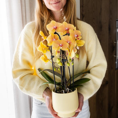 Lot de 2 ou 4 orchidées orange et roses Phalaenopsis 'Sunny Bunny' - Pot 12 cm