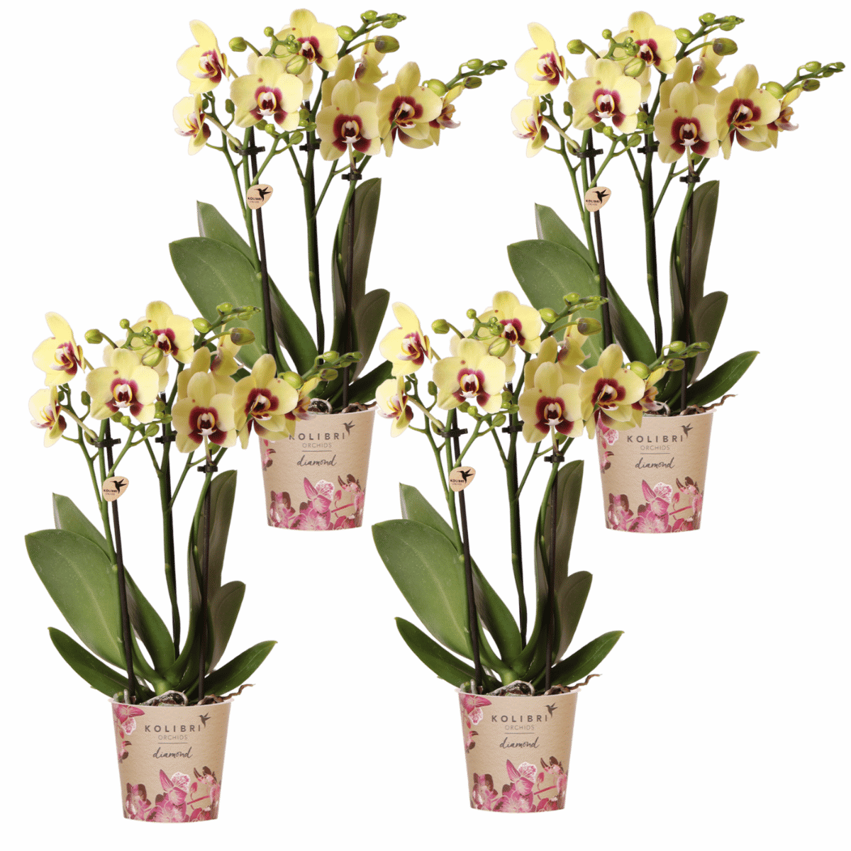 Lot de 2 ou 4 orchidées jaunes et rouges Phalaenopsis 'Uruguay' - Pot 9 cm
