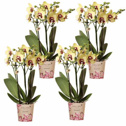 Lot de 2 ou 4 orchidées jaunes et rouges Phalaenopsis 'Uruguay' - Pot 9 cm