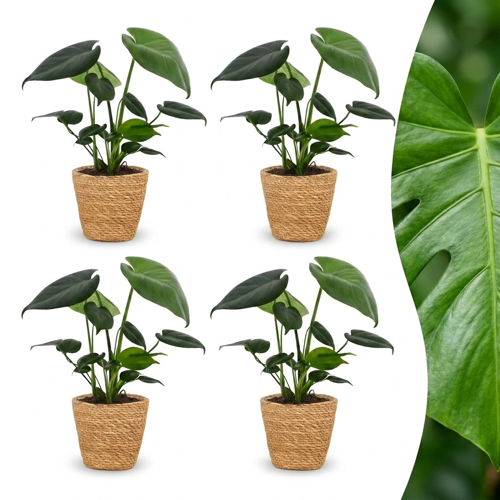 Quatre Monstera Deliciosa en pot tressé couleur naturelle sur fond blanc, avec un gros plan du feuillage vert d'une feuille sur la droite