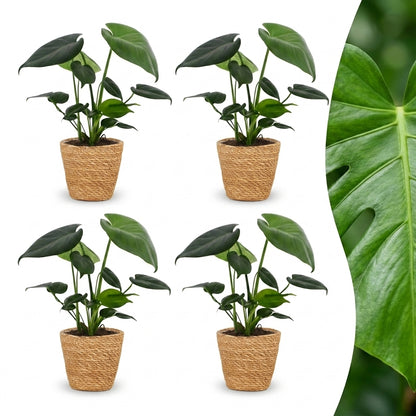 Quatre Monstera Deliciosa en pot tressé couleur naturelle sur fond blanc, avec un gros plan du feuillage vert d'une feuille sur la droite