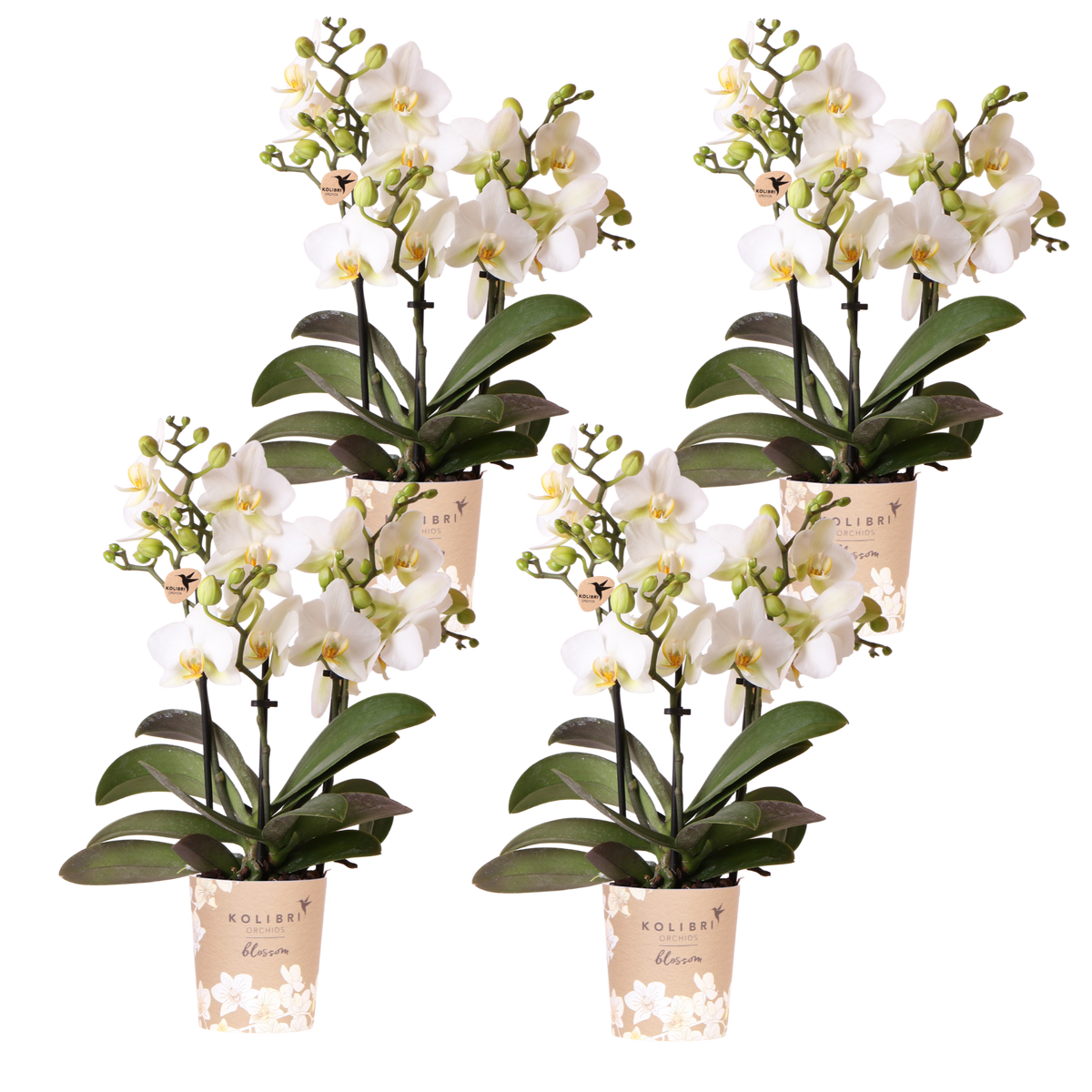 Lot de 2 ou 4 orchidées blanches Phalaenopsis 'Lausanne' - Pot 9 cm
