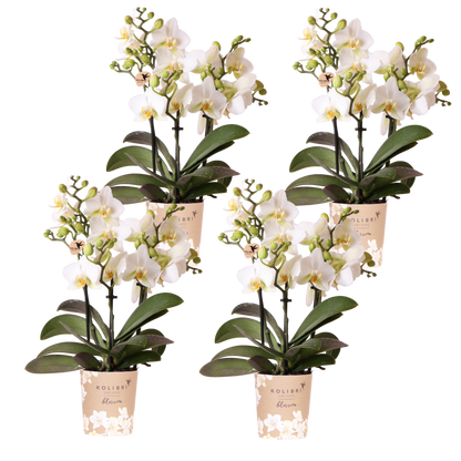Lot de 2 ou 4 orchidées blanches Phalaenopsis 'Lausanne' - Pot 9 cm