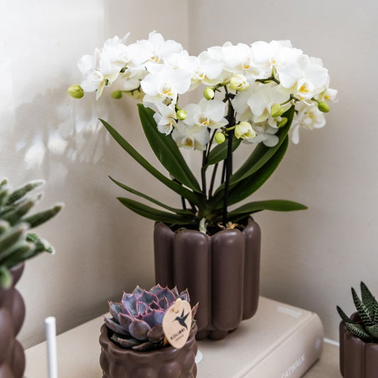 Lot de 2 ou 4 orchidées blanches Phalaenopsis 'Zurich' - Pot 9 cm