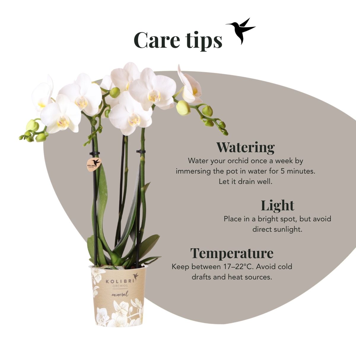 Coffret cadeau orchidée blanche et succulentes en cache-pots dorés brillants - Pot 9 cm