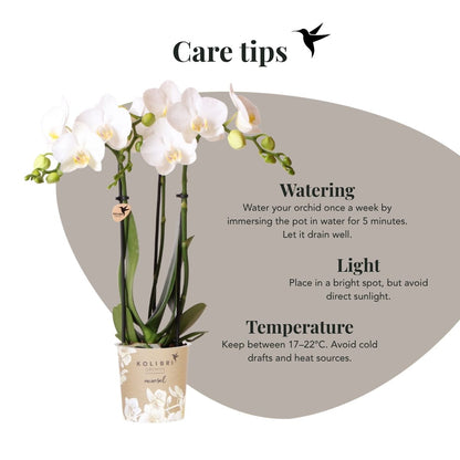 Coffret cadeau orchidée blanche et succulentes en cache-pots dorés brillants - Pot 9 cm