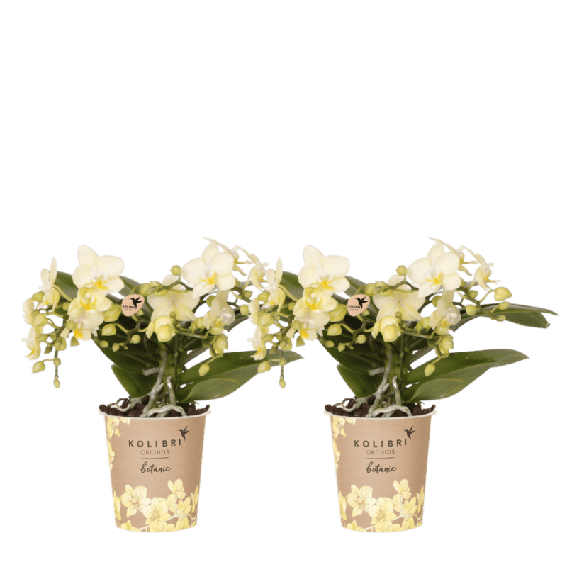 Lot de 2 ou 4 orchidées jaunes Phalaenopsis 'Botanic' - Pot 9 cm