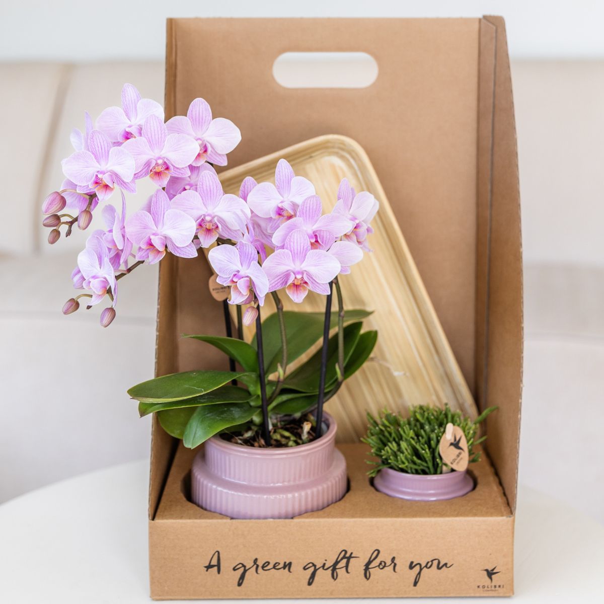 Coffret cadeau orchidée et succulente en cache-pots nervurés - Pot 9 cm