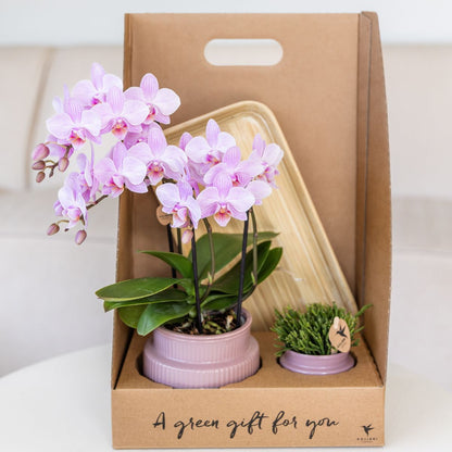 Coffret cadeau orchidée et succulente en cache-pots nervurés - Pot 9 cm