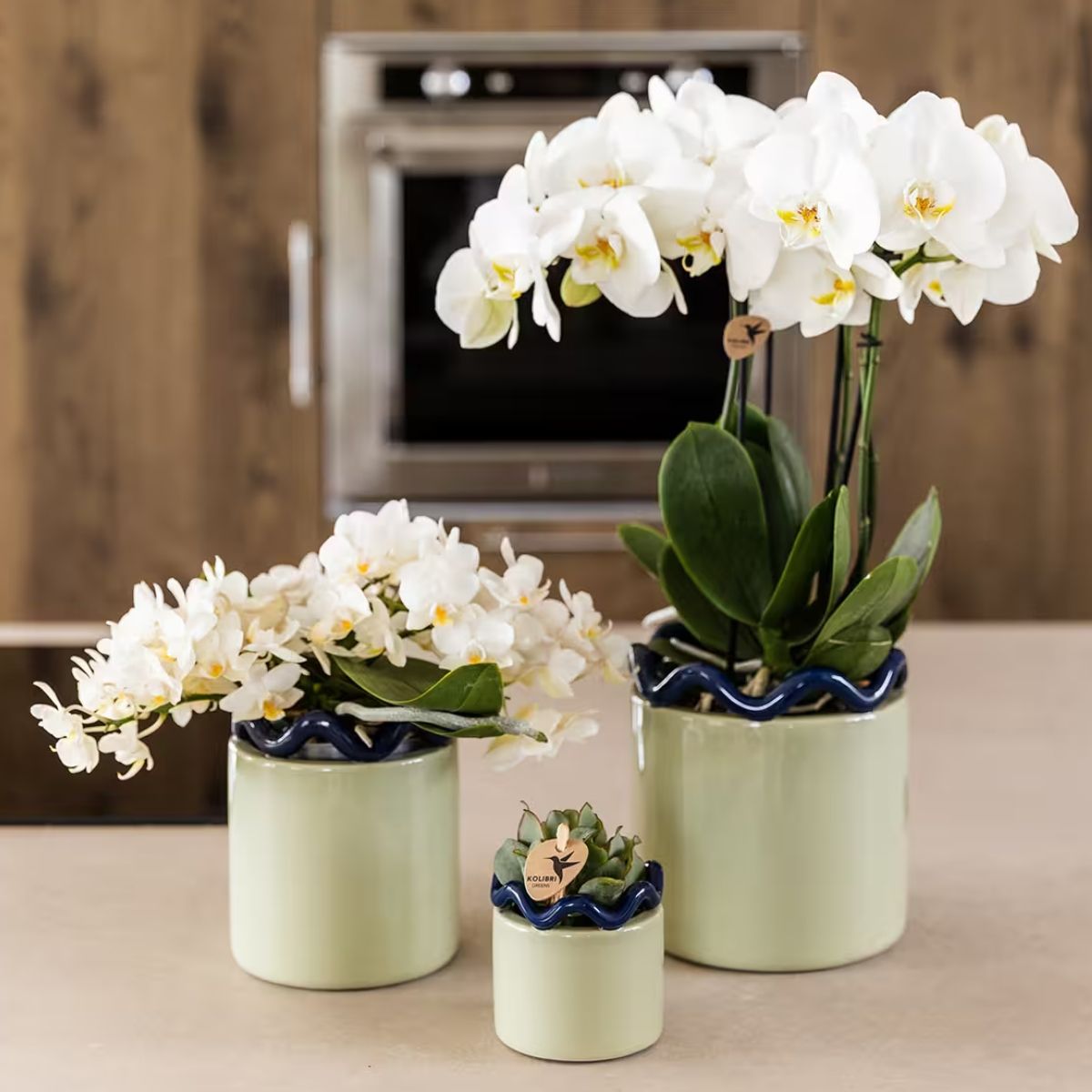 Lot de 2 ou 4 orchidées blanches Phalaenopsis 'Nazaré' - Pot 9 cm