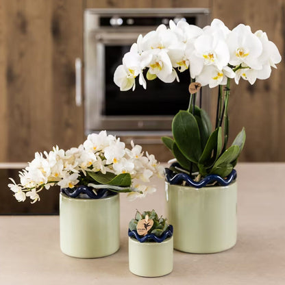 Lot de 2 ou 4 orchidées blanches Phalaenopsis 'Nazaré' - Pot 9 cm