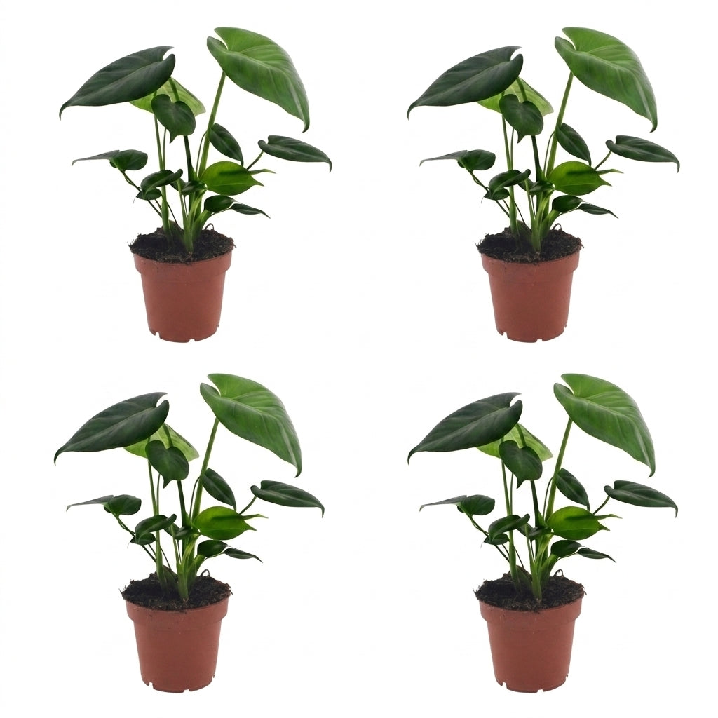 Quatre jeunes plants de Monstera Deliciosa avec de belles feuilles vertes intenses, chacun dans un pot de culture marron, sur un fond blanc