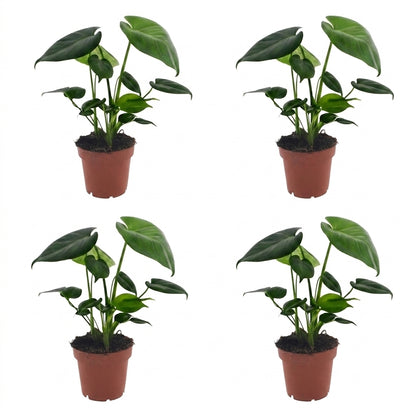 Quatre jeunes plants de Monstera Deliciosa avec de belles feuilles vertes intenses, chacun dans un pot de culture marron, sur un fond blanc