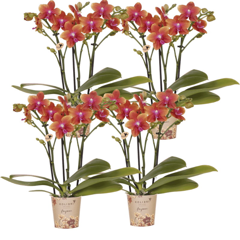Lot de 2 ou 4 orchidées orange parfumées Phalaenopsis 'Bolgheri' - Pot 9 cm