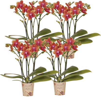 Lot de 2 ou 4 orchidées orange parfumées Phalaenopsis 'Bolgheri' - Pot 9 cm