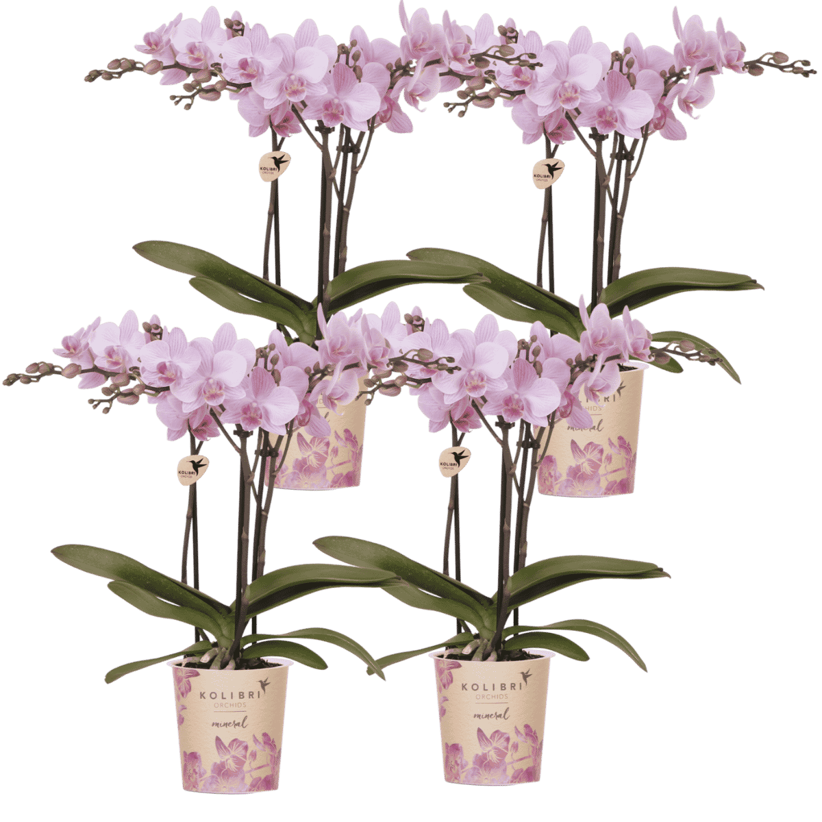 Lot de 2 ou 4 orchidées roses Phalaenopsis 'Chamberry' - Pot 9 cm