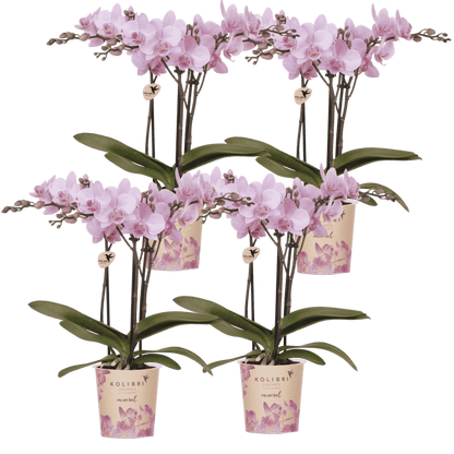 Lot de 2 ou 4 orchidées roses Phalaenopsis 'Chamberry' - Pot 9 cm