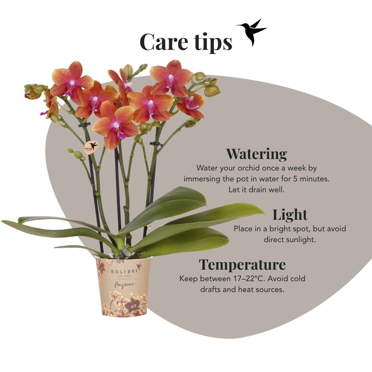 Lot de 2 ou 4 orchidées orange parfumées Phalaenopsis 'Bolgheri' - Pot 9 cm